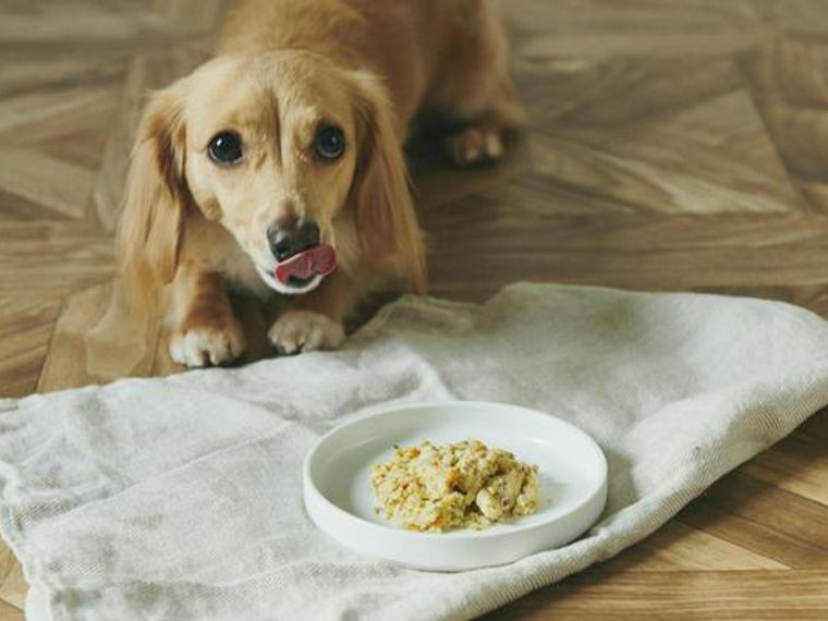 犬の食事で大切なこと 量や回数 手作りごはんの考え方を解説 獣医師監修 ペトコト
