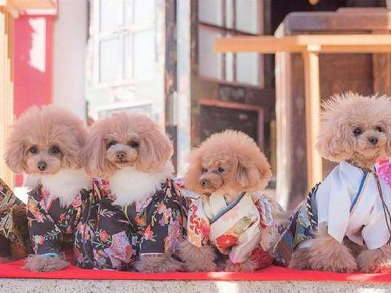 犬の七五三はいつ おしゃれな着物やお参りできる東京 座間など関東の神社を紹介 ペトコト