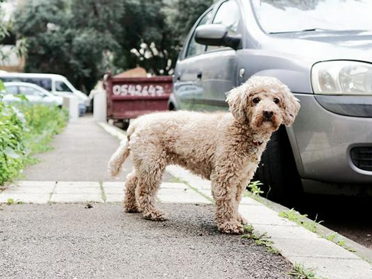 ペット レンタカー 大型 犬