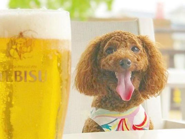 滋賀のドッグカフェ ペット可レストランおすすめ10選 犬連れでランチを楽しもう ペトコト