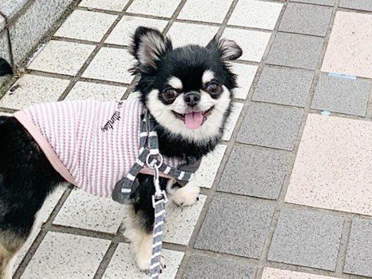 犬のボディーランゲージとは 行動から読み取る犬の気持ち 種類を解説 ペトコト 犬のボディーランゲージとは 行動から読み取る犬の気持ち 種類を解説 ペトコト