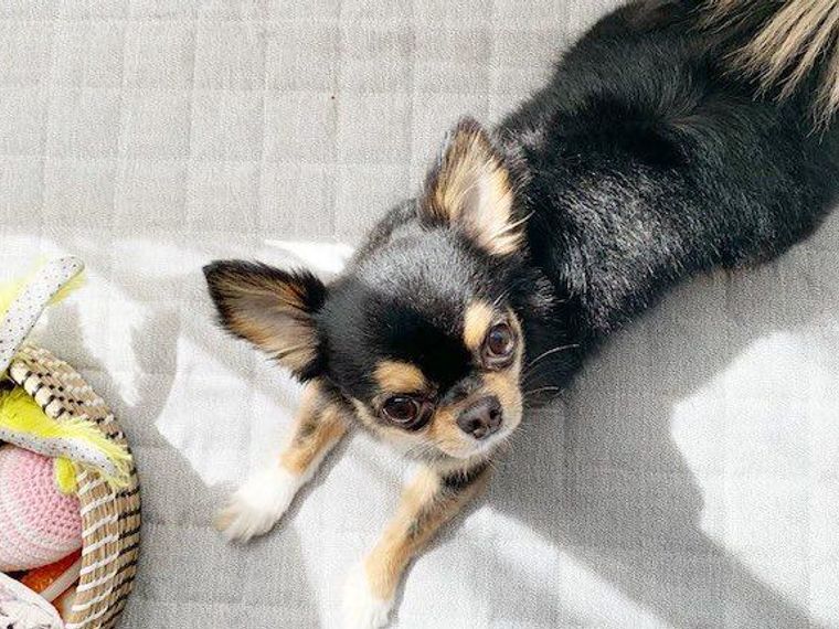 犬のアイコンタクトはしつけの基本 教え方をドッグトレーナーが解説 ペトコト 犬のアイコンタクトはしつけの基本 教え方をドッグトレーナーが解説 ペトコト