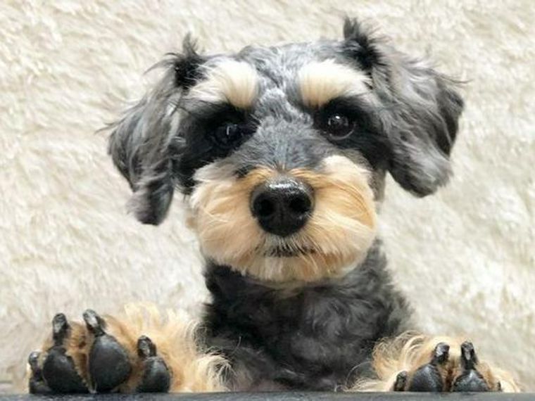 シュナプー シュヌードル のカットスタイル 被毛の特徴や自宅でのお手入れ方法を解説 ペトコト