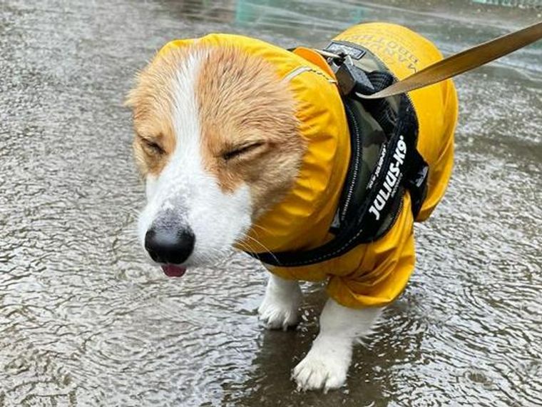 雨の日に犬の散歩はすべき 嫌がる場合やおすすめレイングッズも紹介 ペトコト