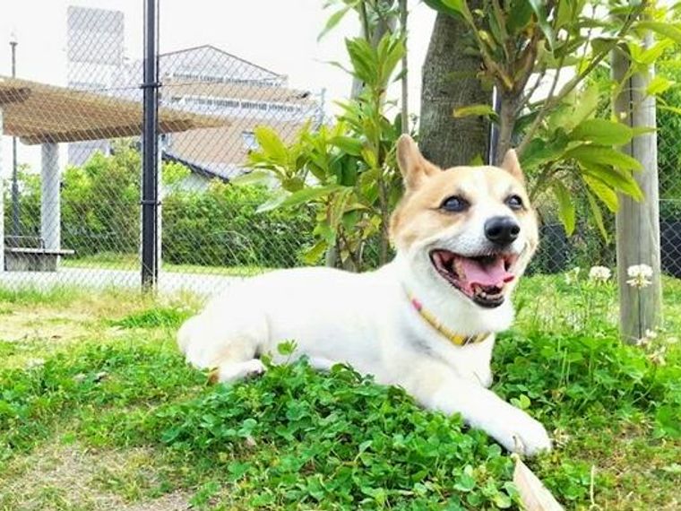 犬にサマーカットは必要 サマーカットのメリット デメリットをトリマーが解説 ペトコト