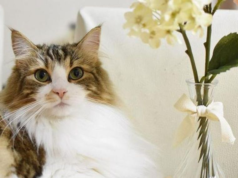 ノルウェージャンフォレストキャットってどんな猫 性格や体重 寿命の特徴 里親の迎え方などを紹介 ペトコト ノルウェージャンフォレストキャットってどんな猫 性格や体重 寿命の特徴 里親の迎え方などを紹介 ペトコト