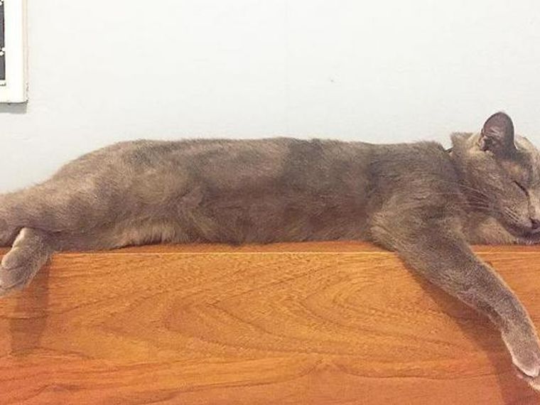 猫がビヨーンと長く伸びるのはなぜ？伸びるときの気持ちや理由を解説 