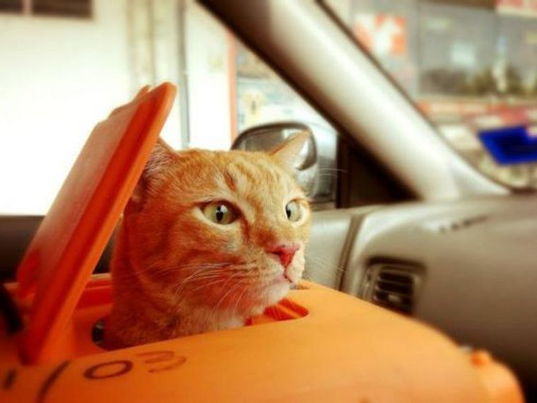 猫を車に乗せても大丈夫 長距離移動時のストレスなどを解説 ペトコト