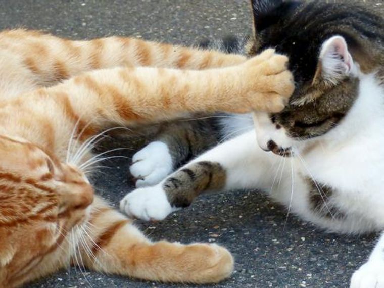 猫が喧嘩をする理由とは 止める方法や仲裁すべきかを獣医師が解説 ペトコト