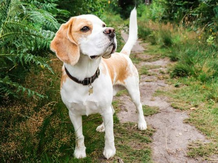 ビーグルはどんな犬 性格や特徴 寿命などをドッグトレーナーが解説 ペトコト