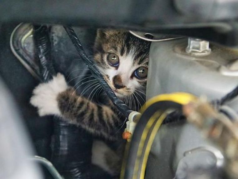 車に乗る前の新常識 猫バンバン 猫の命を守るために当たり前の習慣へ ペトコト