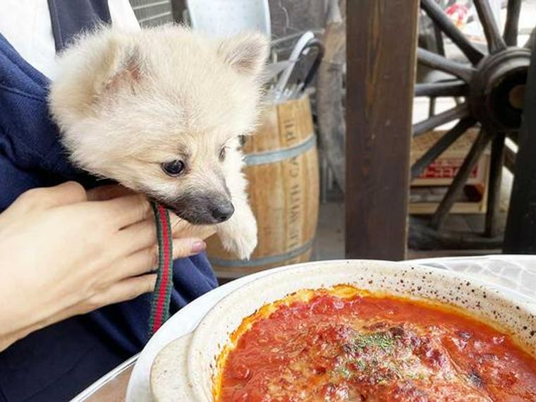 静岡県浜松市の犬連れokカフェ ペット可レストラン ペトコト