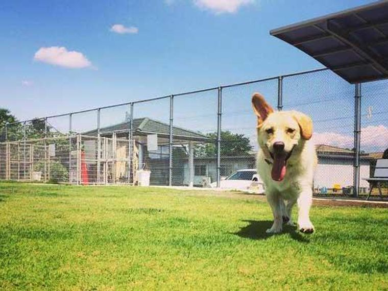熊本県のおすすめドッグカフェ 犬同伴okレストラン ペトコト