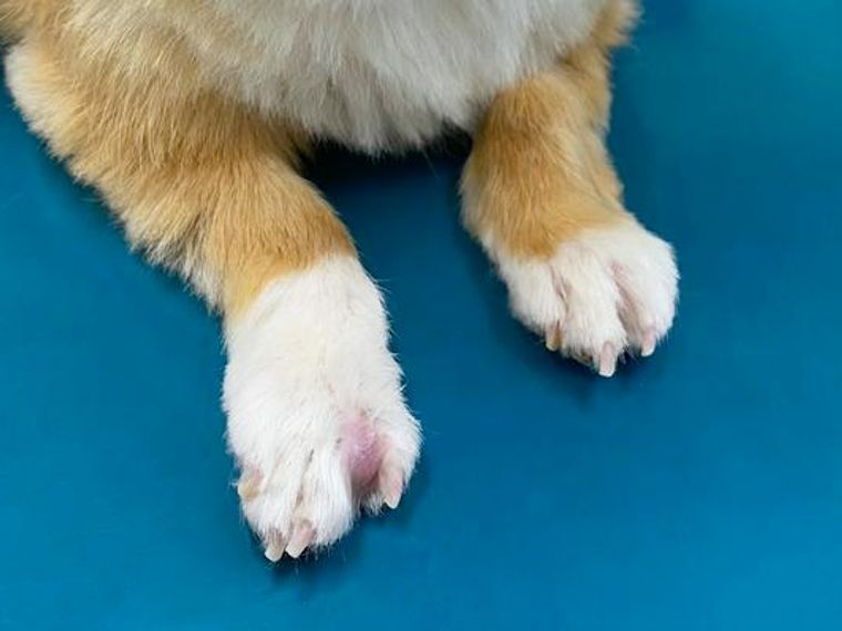 犬の指間炎 症状や原因 治療法を獣医師が解説 ペトコト 犬の指間炎 症状や原因 治療法を獣医師が解説 ペトコト