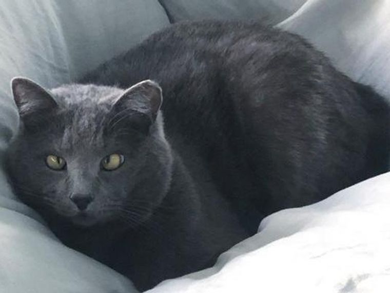 猫の静電気対策 猫への影響や 静電気防止グッズなどを紹介 ペトコト