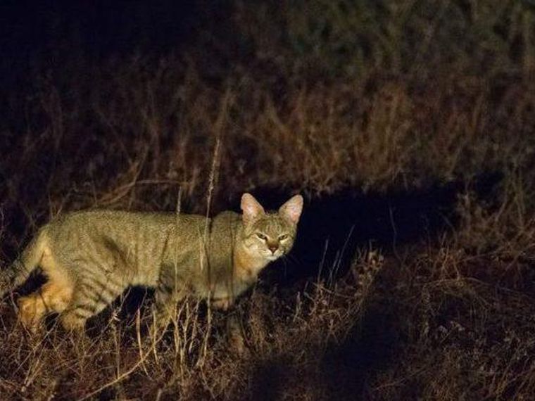 リビアヤマネコはどんな猫 特徴や性格 イエネコの祖先といわれる理由を解説 ペトコト
