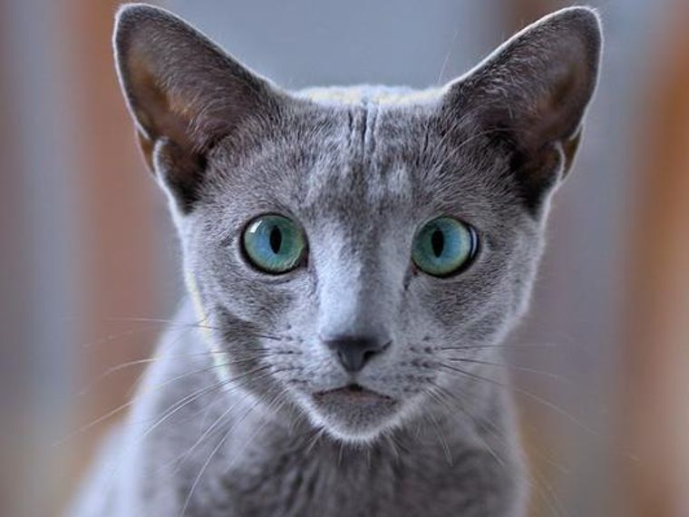 ロシア原産の猫種5種とその歴史！サイベリアンなど人気の種類を紹介