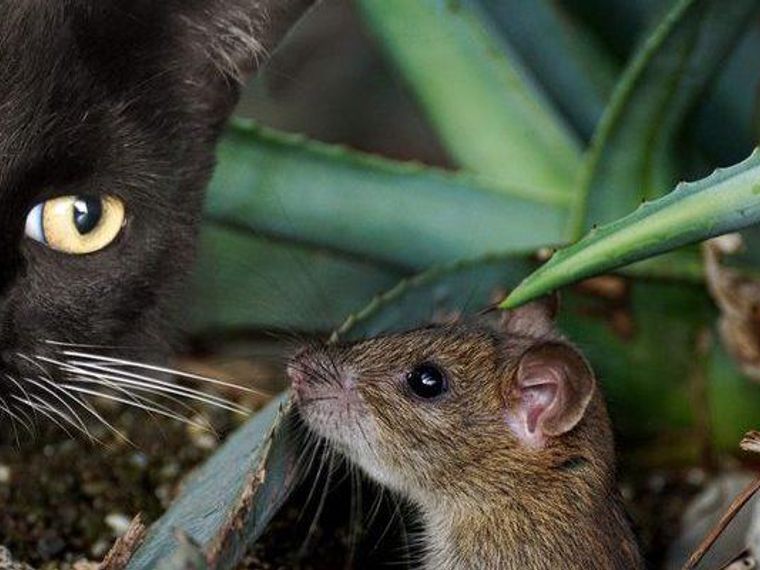 猫とネズミは仲良し 猫とネズミが仲の良い動画や捕まえて持ってくる理由などを紹介 ペトコト