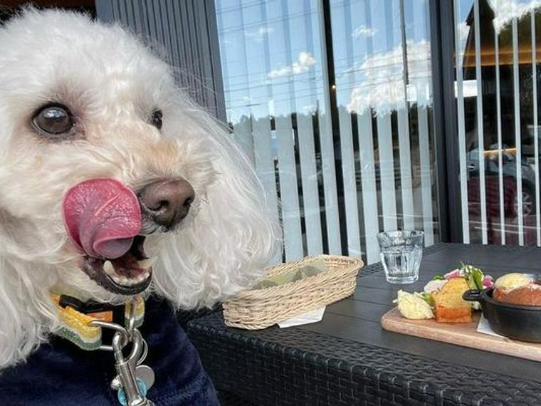 四日市のドッグカフェ ペット可のカフェ 水沢や塩浜駅周辺のカフェも ペトコト 四日市のドッグカフェ ペット可のカフェ 水沢や塩浜駅周辺のカフェも ペトコト