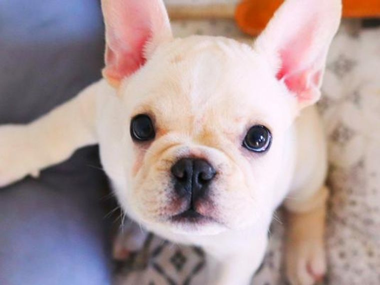 犬にもほくろができる 注意したい黒い点や見つけたときの対処法を獣医師が解説 ペトコト