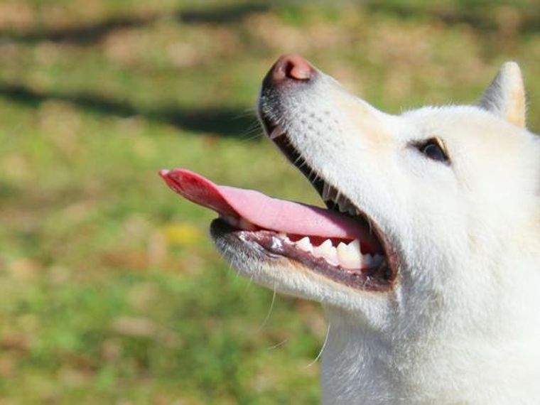 グラグラしている犬の歯は抜くべきか抜かなくても治るか獣医師が解説 ペトコト