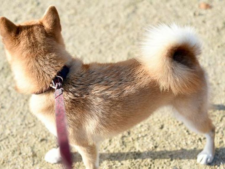 犬の脂漏症 考えられる原因や治療法を獣医師が解説 ペトコト