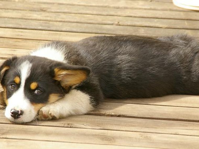 犬の白血病 症状や治療法 治る可能性 予後について獣医師が解説 ペトコト