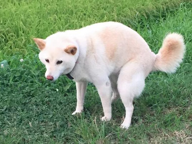 犬の血便 考えられる原因や対処法を獣医師が解説 ペトコト