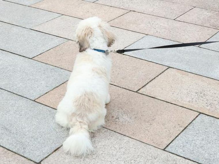 犬の前立腺肥大 初期症状や原因 治療法を獣医師が解説 ペトコト