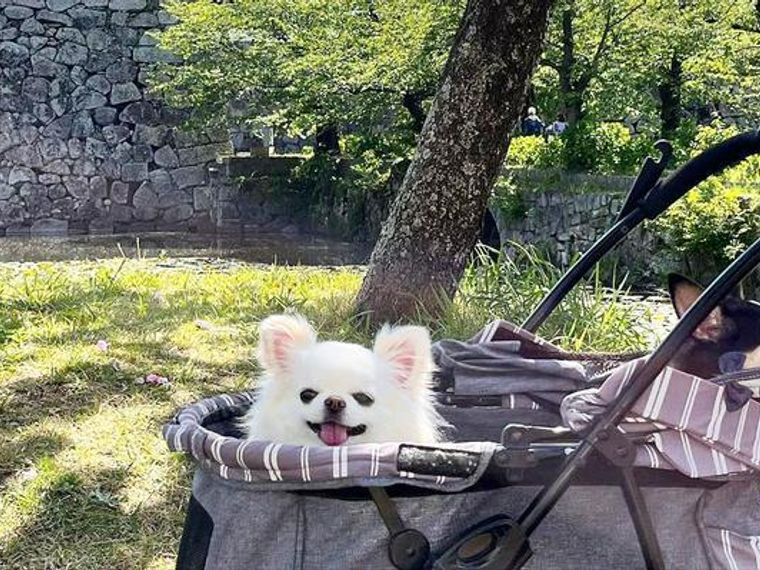 犬のバギー カート おすすめ8選 人気ブランドのピッコロカーネや大型犬対応 取り外しタイプなど ペトコト 犬のバギー カート おすすめ8選 人気ブランドのピッコロカーネや大型犬対応 取り外しタイプなど ペトコト