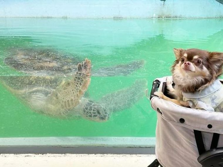 全国 犬と行ける水族館おすすめ10選 関東や関西にもあり ペトコト
