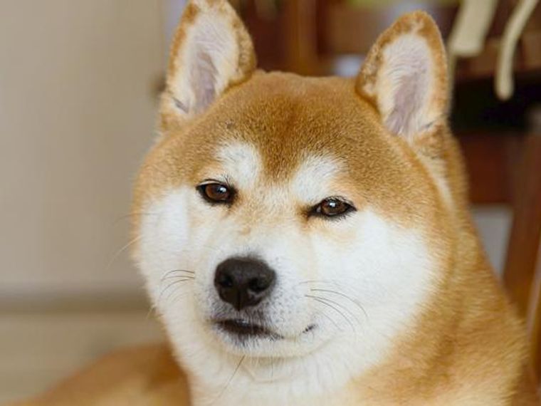 犬の眼振 症状や原因 対処法を獣医師が解説 ペトコト 犬の眼振 症状や原因 対処法を獣医師が解説 ペトコト