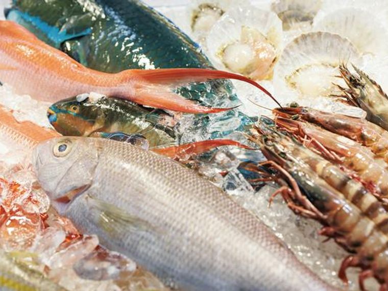 犬が食べてもいい魚 ダメな魚を栄養管理士が解説 ペトコト