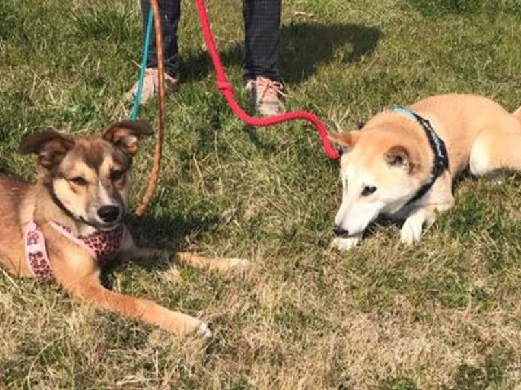 シェアハウスで犬助け 保護犬の預かりボランティアを支援する新しい取り組みがスタート ペトコト