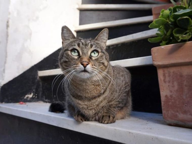 猫の胸水｜症状・原因・治療法・予防法などを循環器認定医獣医師 