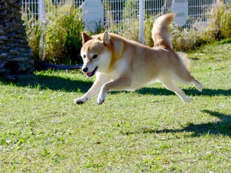 犬の心臓病 初期 末期症状 原因などについて循環器認定医獣医師が解説 ペトコト