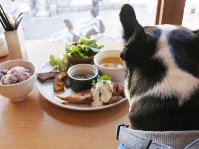 奈良のドッグカフェ 犬同伴可レストランおすすめ10選 おしゃれな人気店や看板犬と触れ合えるカフェを紹介 ペトコト