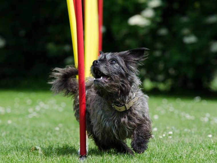 愛犬と始めるドッグスポーツ アジリティーなど競技の種類や動画を紹介 ペトコト