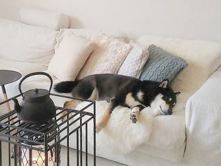 犬との暮らし ストーブ好きな犬たちの生活風景 ペトコト